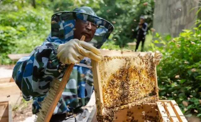 Como manter os armazéns de mel para colheitas livres de contaminação: Guia do Apicultor