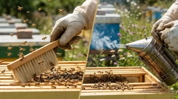 Your Bee Brush Is Making Your Hives Angrier. Here’s the Science—And the Solution.