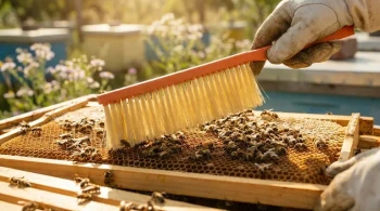 The Silent Profit Killer: Why a Simple Bee Brush Can Make or Break Your Harvest