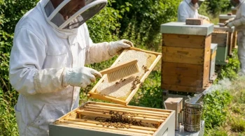 Why Your Bee Brush Might Be Costing You Honey—And the Professional's Approach to a Calmer, More Productive Apiary
