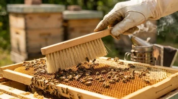 Das kalkulierte Risiko eines einfachen Werkzeugs: Die Bienenbürste in der Bienenzucht meistern