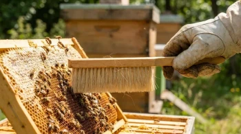 Gentleness Has a Price: The Engineering Trade-off in Bee Brushes