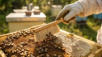 The Beekeeper's Dilemma: The Gentle Force of a Bee Brush