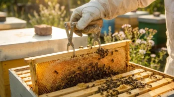 Your Frame Grip Might Be Costing You Thousands: The Hidden Link Between Tool Hygiene and Apiary Collapse