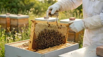 Beyond Lifting: The Frame Gripper and the Psychology of Control in Beekeeping