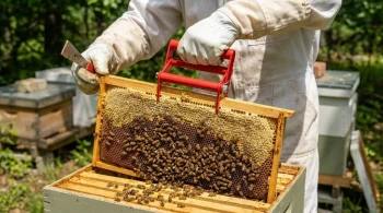 La psychologie du contrôle : pourquoi une pince à cadres est un cours de maître en gestion de ruche