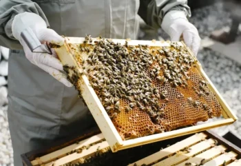 Strategic Timing for Adding Foundation Frames: Aligning Beekeeping Practices with Colony Biology