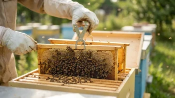 Calm Hands in the Colony: The Ergonomic Argument for Frame Grips