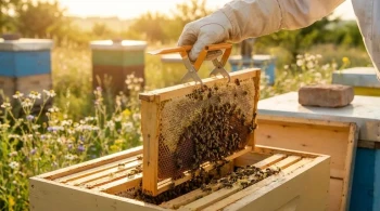 Beyond the Clamp: The Frame Grip as an Instrument of Calm and Precision