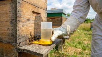 Ein Leitfaden für Bienenfuttertröge: Strategie, Psychologie und Schwarmdynamik