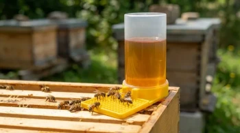 Design, Drowning, and the Deceptively Simple Bee Feeder