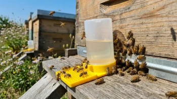 Hive Security: Why Bee Feeder Placement is a Matter of Life and Death