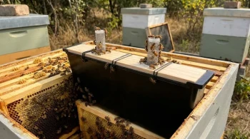 An Operator's Calculus: The Hidden Trade-offs of High-Capacity Bee Feeders