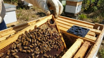 The Beetle in the Machine: Hive Health is the Only True Pest Control