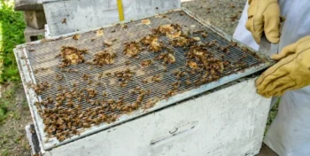 How to Use Queen Excluders Without Sacrificing Honey Yield: A Beekeeper’s Guide