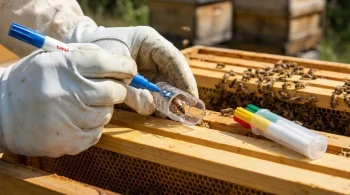 The Signal in the Swarm: How a Single Dot of Color Tames the Complexity of a Beehive