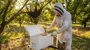 Beyond the Box: The Engineering and Empathy of Swarm Capture