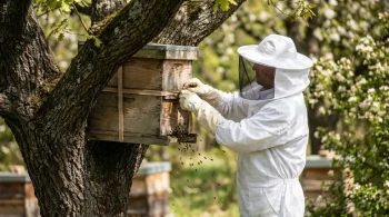 The Scent of Viability: A Beekeeper's Guide to Swarm Psychology