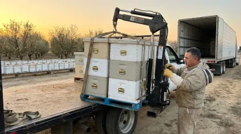 Beyond the Lift: Why Your Hive Transport Strategy is Limiting Your Apiary's Growth