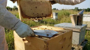 How to Clear Honey Supers Humanely: Reliable Methods & Troubleshooting