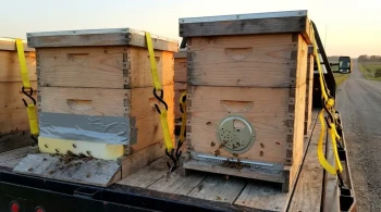 The Silent Killer in Beehive Transport: Why Sealing Your Hives is a Fatal Mistake