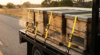 The Aerodynamics of Survival: Why Hive Transportation Is a Race Against Heat