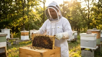 The Engineering of Calm: Why a Full Bee Suit is More Than Protection