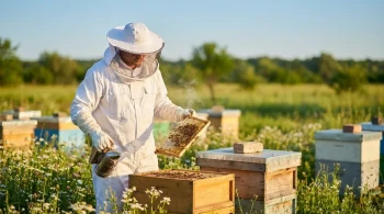 The Geometry of Fear: Why Your First Bee Suit Is a Psychological Decision, Not a Practical One