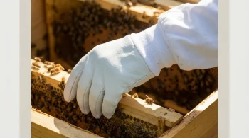 Die zweite Haut des Imkers: Wie der Handschuhsitz über das Schicksal eines Bienenstocks entscheidet
