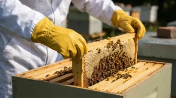 Beyond Protection: The Critical Ergonomics of a Beekeeper's Glove