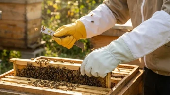 More Than a Barrier: The Psychology of Glove Selection in Commercial Beekeeping