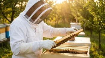 Managing Volatility: The Veil as a Beekeeper's Most Critical Interface