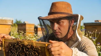 糟糕设计的认知负担：为什么养蜂人的面纱不仅仅是一张网