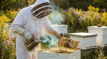 Beyond the Veil: The Physics and Psychology of Beekeeping Safety