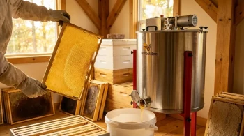 Der Vorteil des Extraktors: Warum die Erhaltung der Wabe der Schlüssel zur Rentabilität von Bienenstöcken ist