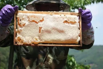 Why Uncapped Honeycombs Demand Caution: Science-Based Beekeeping Practices