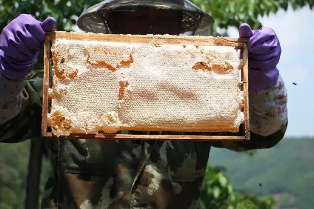 Why Uncapped Honeycombs Demand Caution: Science-Based Beekeeping Practices