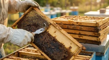 Beyond the Scrape: Why Your Hive Frame Cleaning Strategy Is Costing You Money
