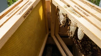 养蜂人的困境：工程控制还是信任蜂群？