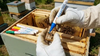 The Signal in the Swarm: Queen Bee Marking as a System for Clarity