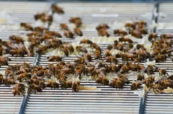 How Queen Excluders Optimize Hive Productivity and Honey Quality