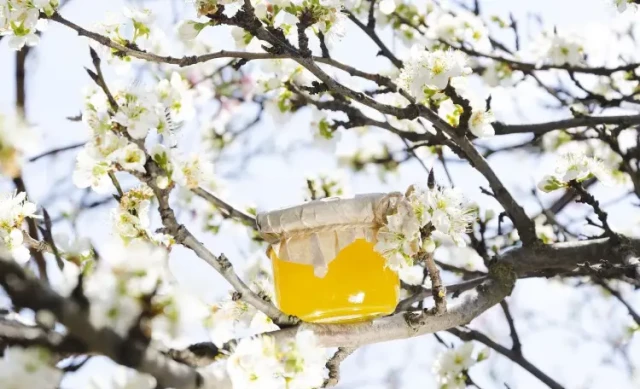 花香如何塑造蜂蜜质地：管理结晶，实现完美稠度
