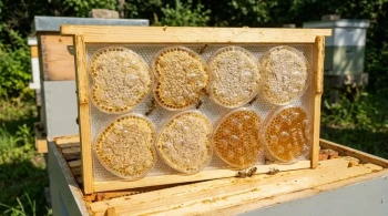 The Comb Honey Gamble: Why Your Foundationless Frames Fail (And How to Make Them Profitable)