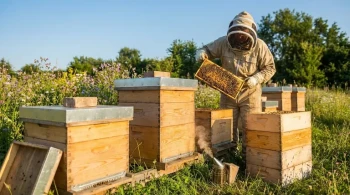 Mastering Seasonal Langstroth Hive Management: Timelines, Techniques, and Troubleshooting