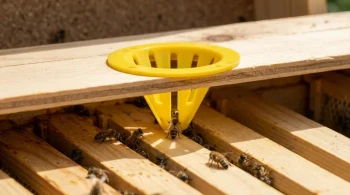 Engineering Empathy: The Quiet Genius of the Bee Escape Board