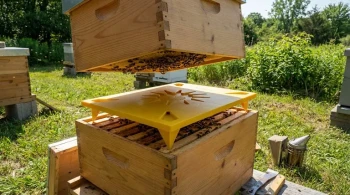 An Elegant Deception: The Behavioral Science of the Bee Escape Board