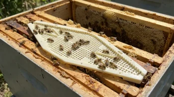 The Right-Turn Rule: Deconstructing the Genius of the Bee Escape Board