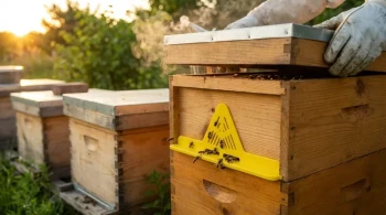 蜂箱顶箱的系统性故障：完美蜜蜂逃脱背后的心理学