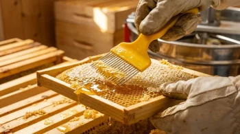 Precision Over Pace: The Strategic Role of the Uncapping Fork in Honey Harvesting