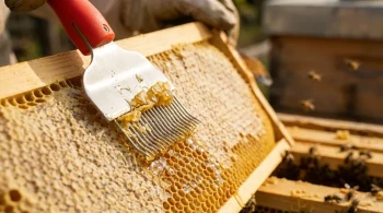 Precision in the Apiary: The Unsung Virtues of the Uncapping Fork